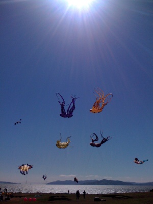 Kites at Berkeley Marina